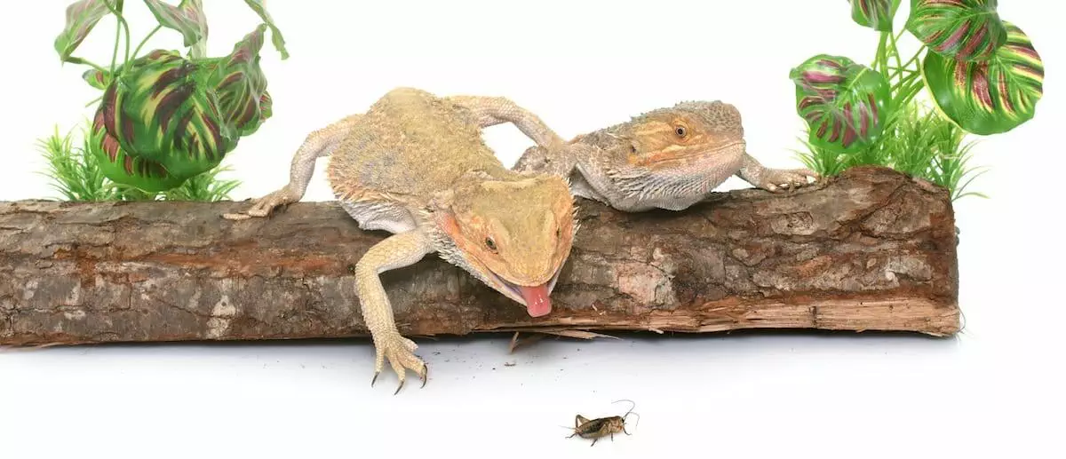 What do bearded dragons eat
