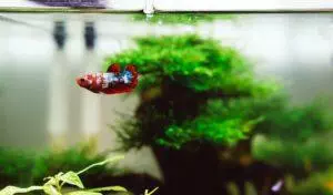 What temperature should a fish tank be