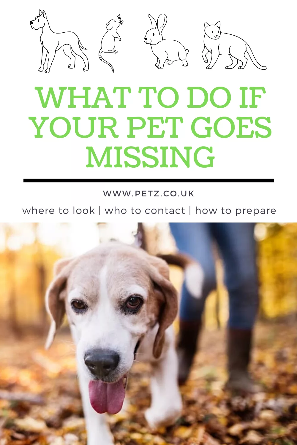 What to do if your pet goes missing
