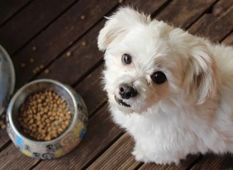 When to feed a dog