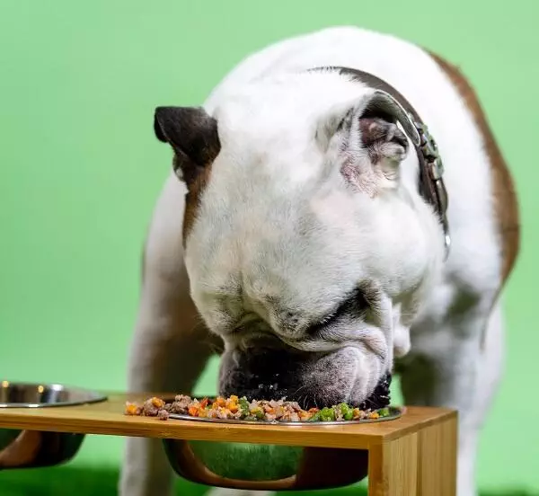 A british bulldog eating a bowl of food from a raised dog feeder