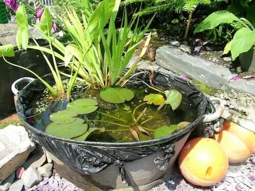 Wildlife Trusts Pond Ideas