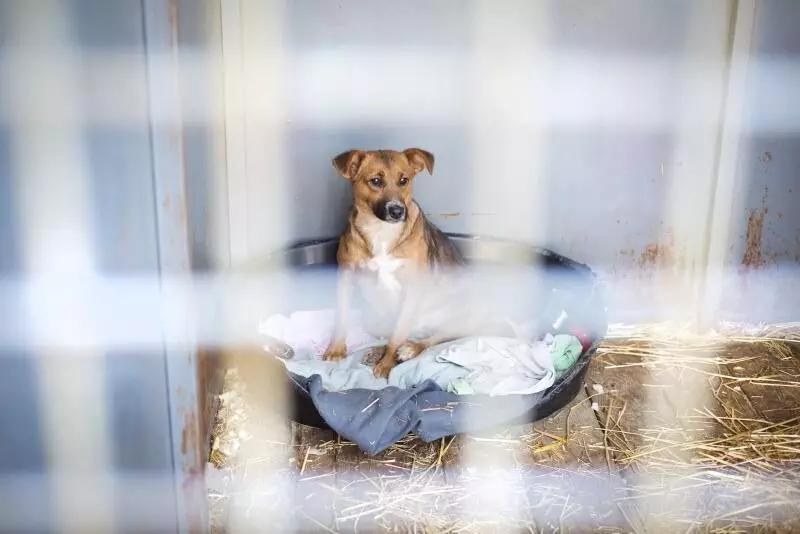 dog shelters running out of dogs due to coronavirus