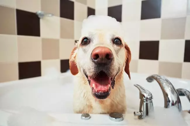 dog washing and health