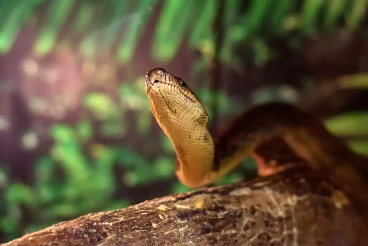snake in a terrarium