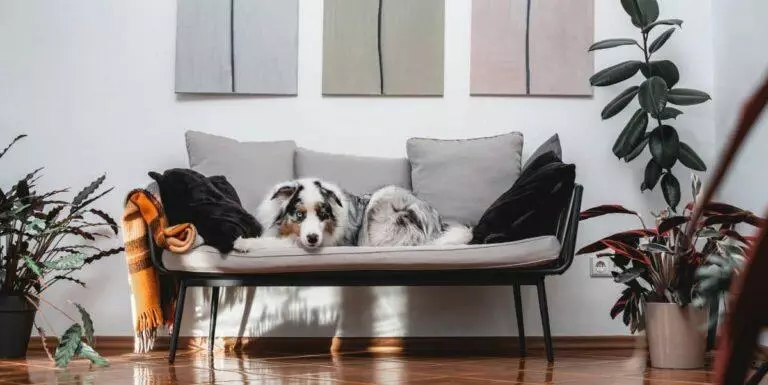 Best Dog Sofa Beds - dog couch bed