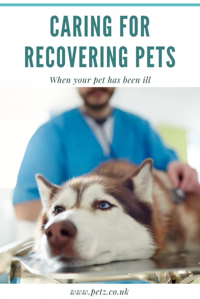 caring for recovering pets