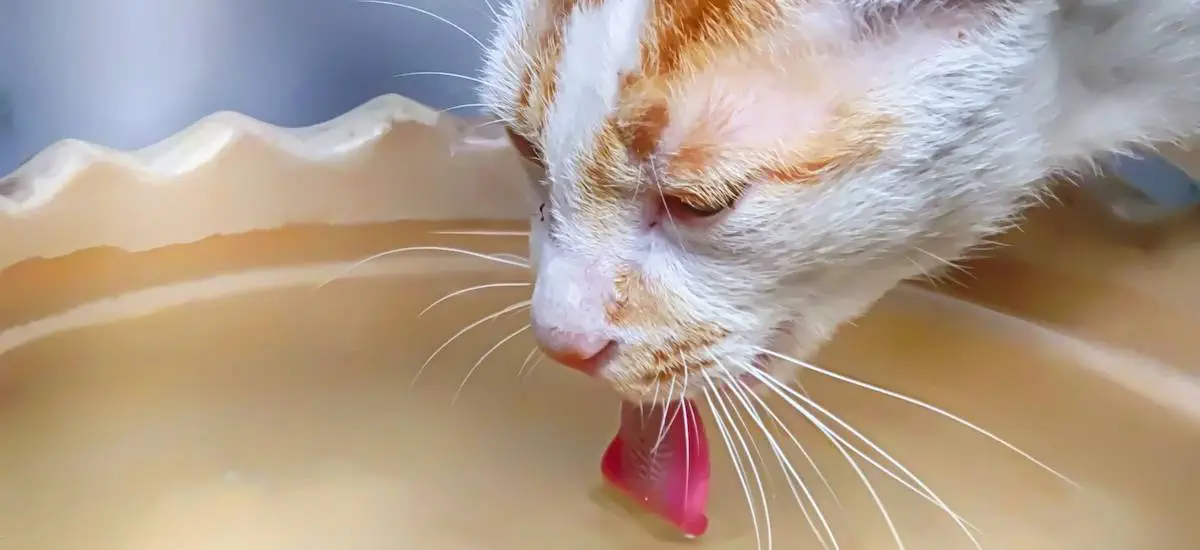 cat drinking from bowl of water