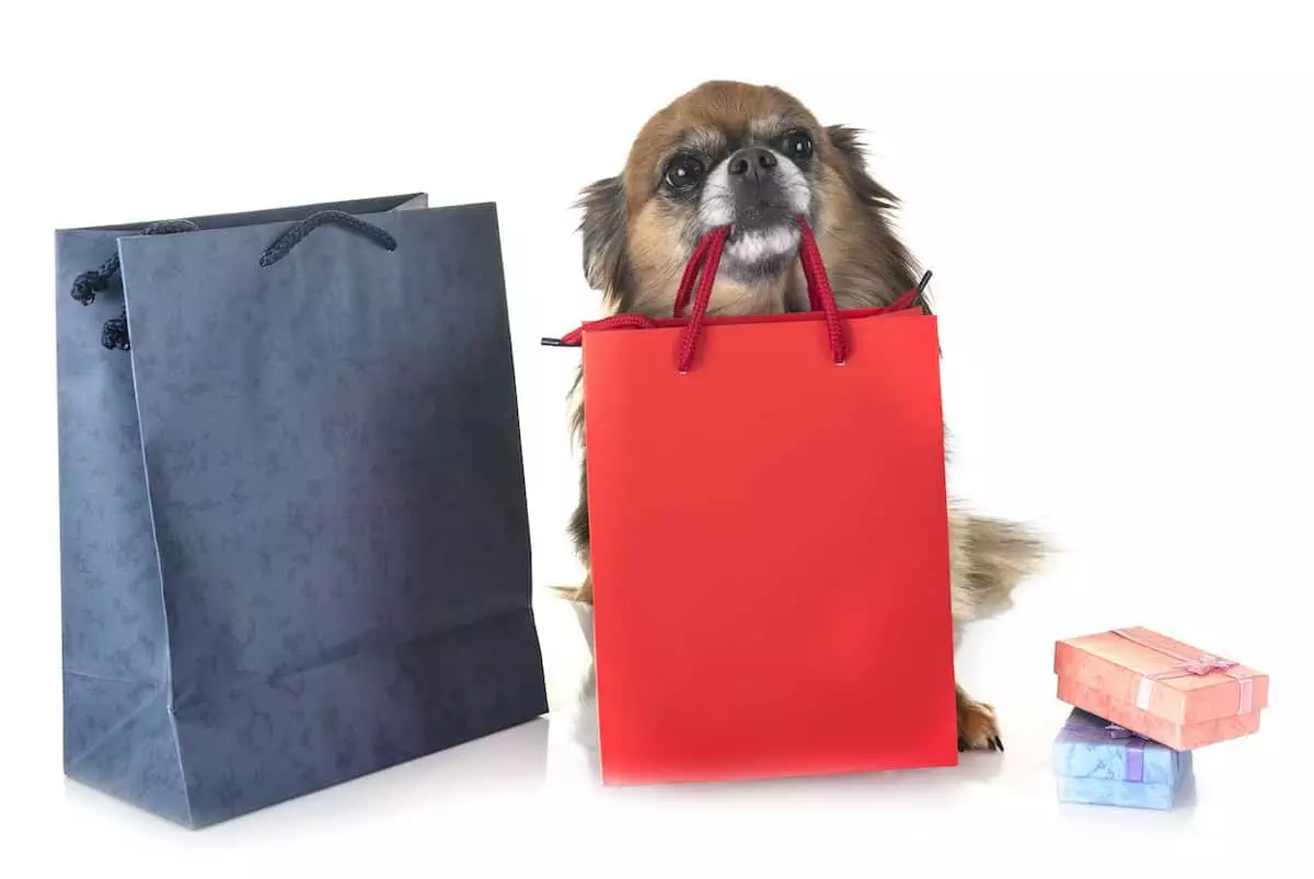 Chihuahua with shopping bags