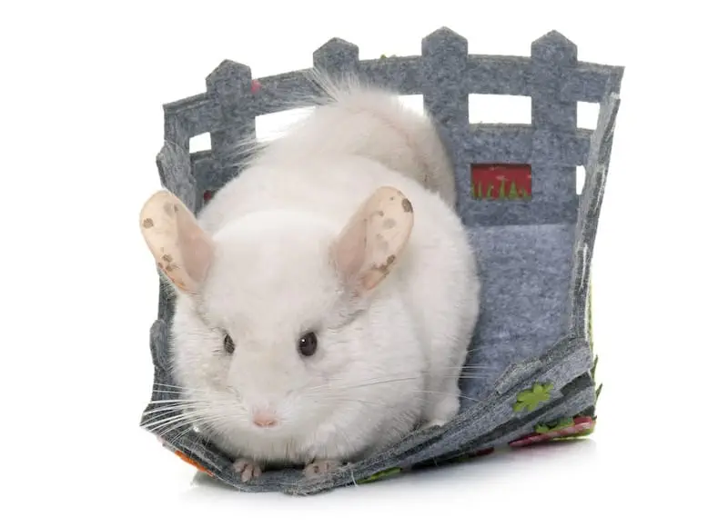 best chinchilla environment