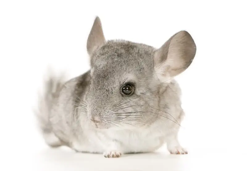 chinchilla feeding guide