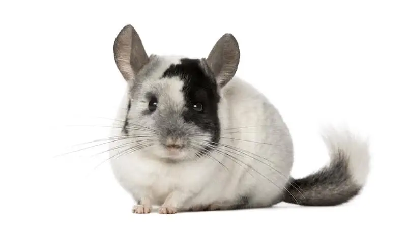 picking a chinchilla breed