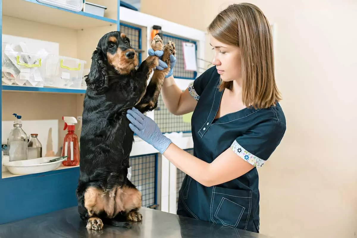 vet examines dog