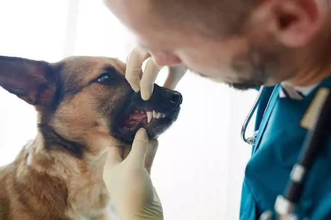 dog teeth vet check up
