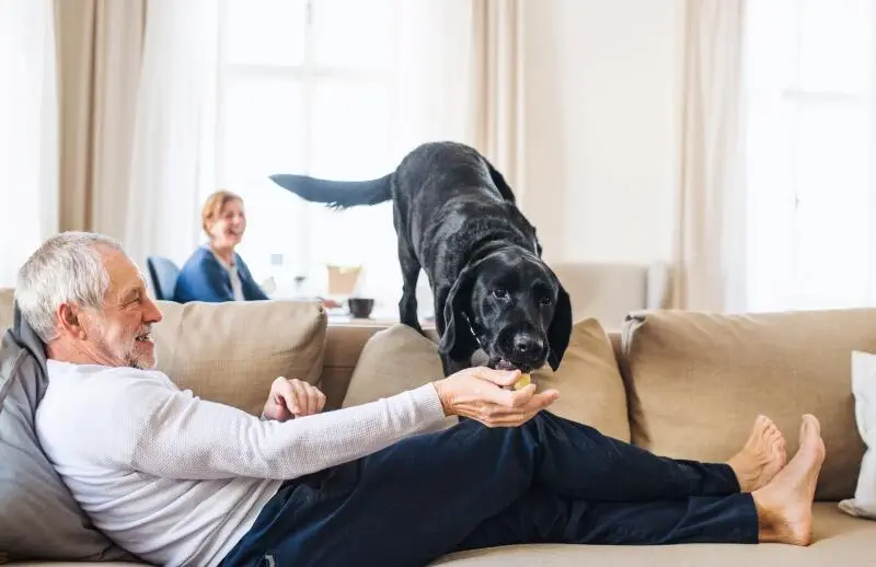 dog plays indoors during coronavirus lockdown