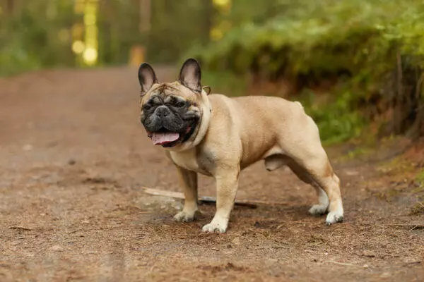 Most Expensive Dog Breeds To Insure - French Bulldog