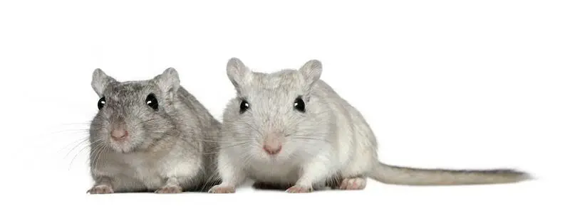 gerbil feeding information