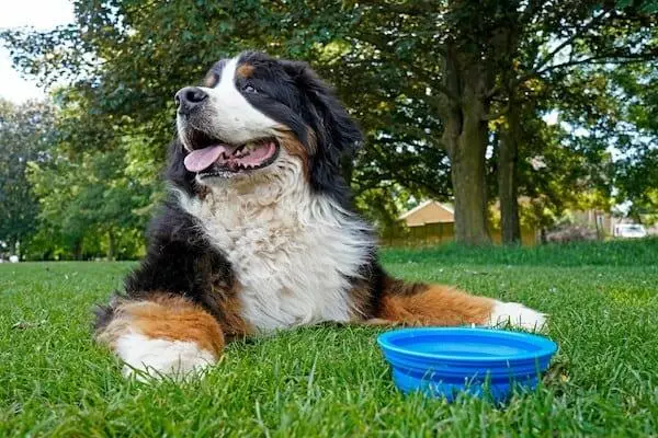 cooling down pets in hot weather