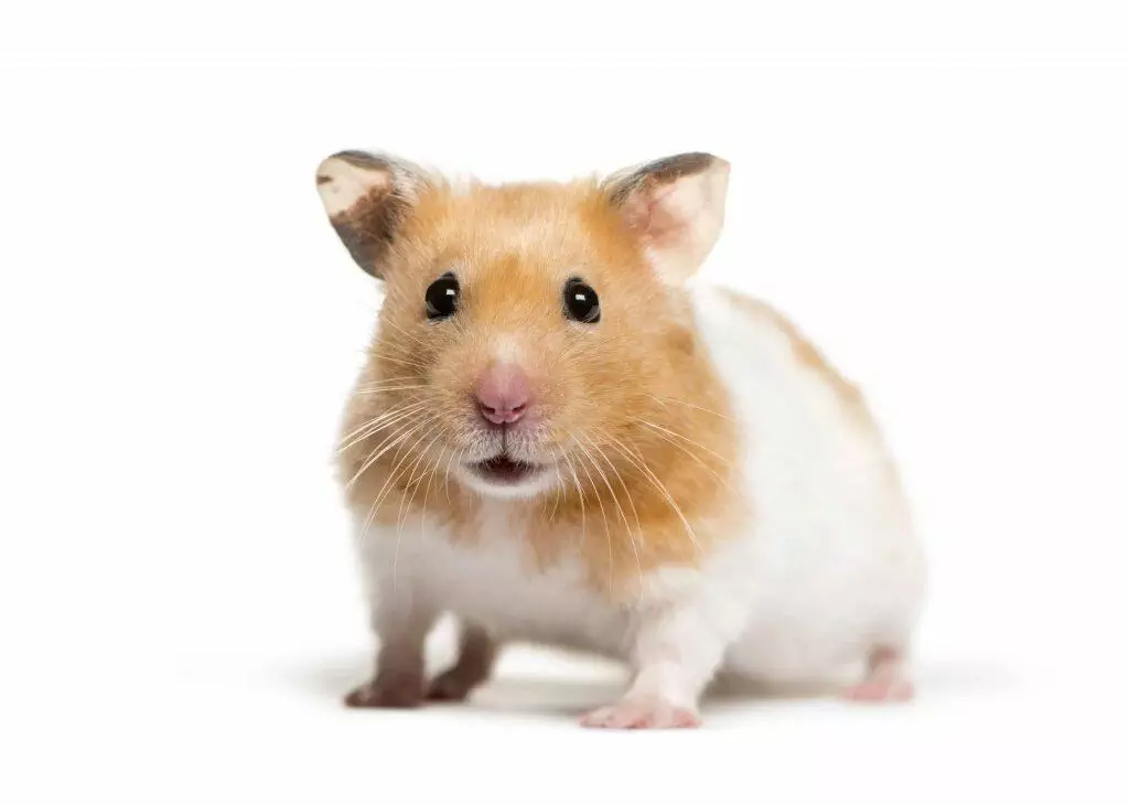 Pet store hamster cost