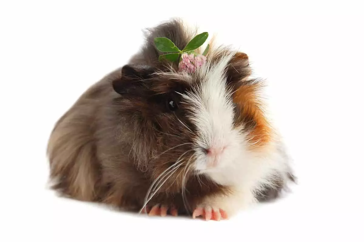 guinea pig with flower tiara
