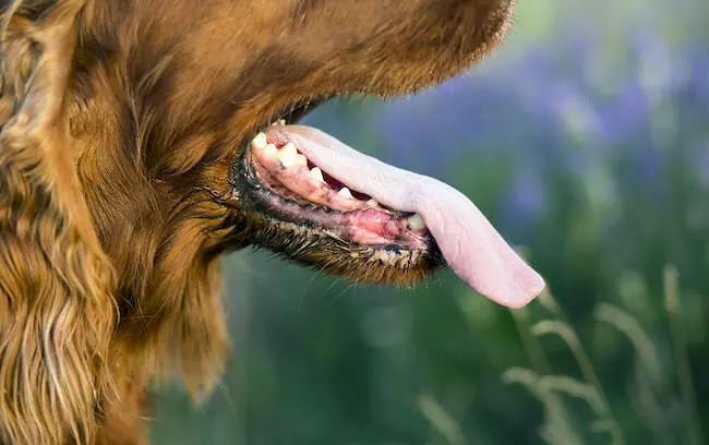 a guide to dog teeth