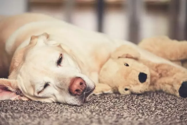 do dogs really dream?