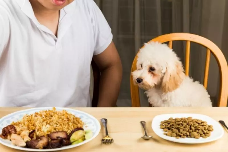 grain free vs normal dog food