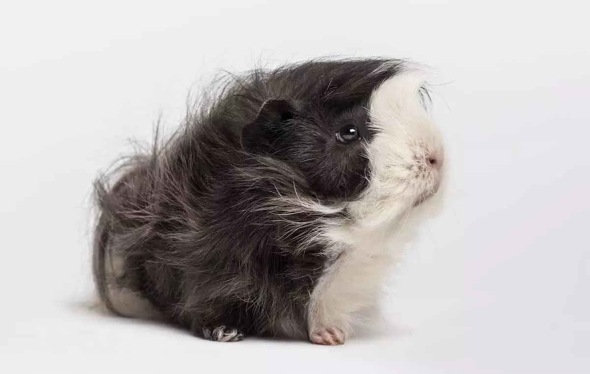 long haired guinea pig
