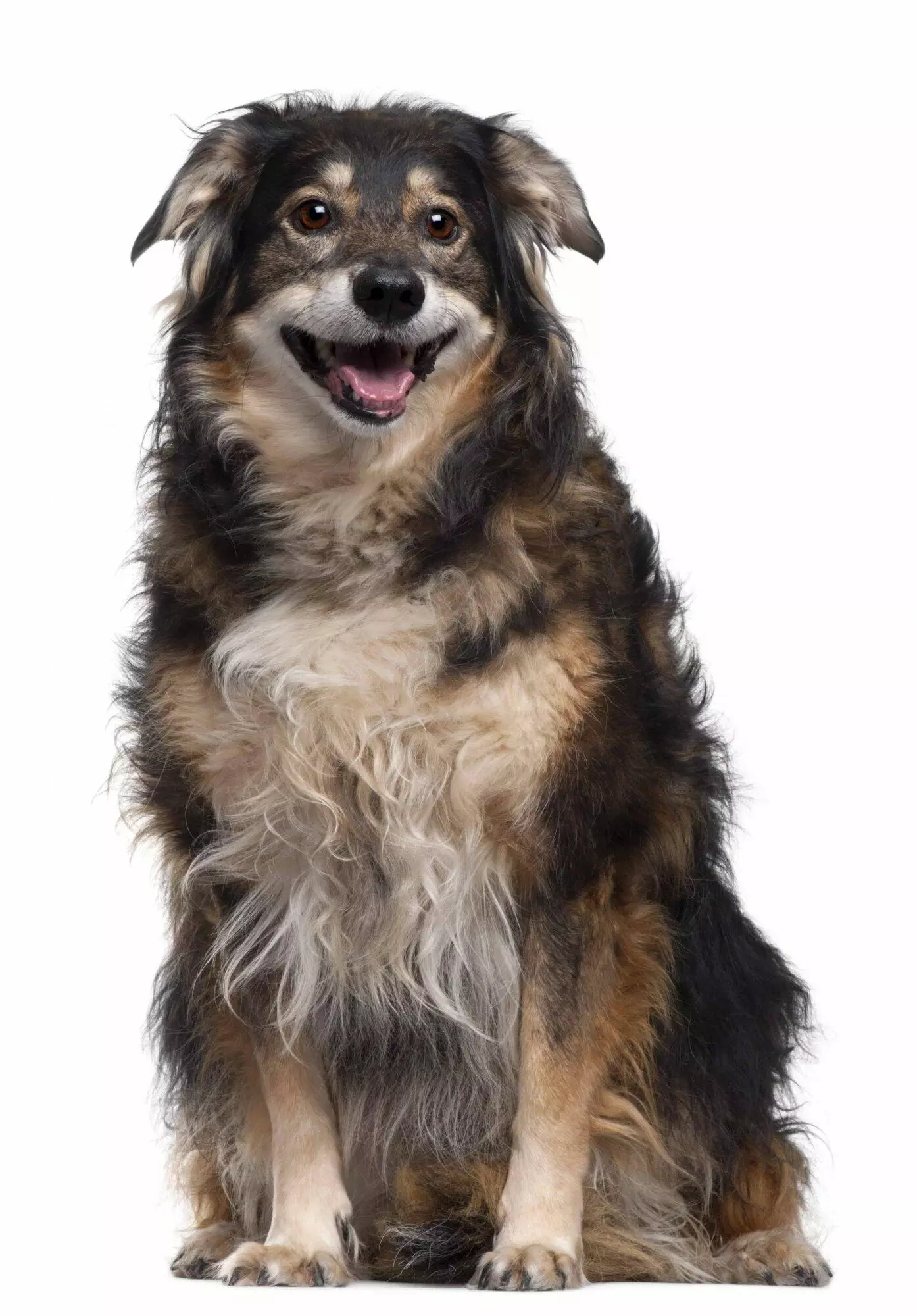 Mixed-breed old dog