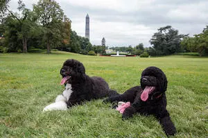 Sunny and Bo Obama on the grass