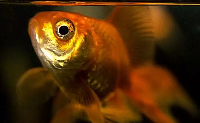 goldie the oldest fish