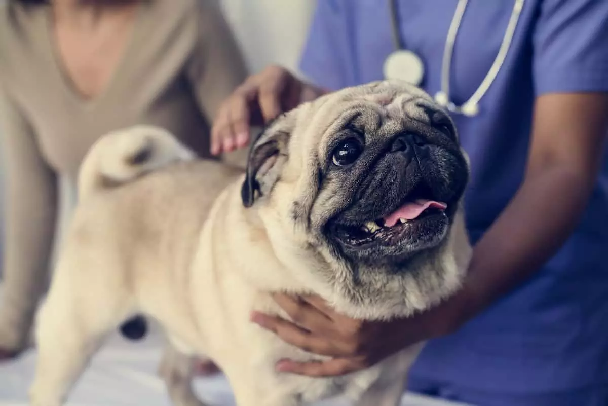 pug getting a medical check up