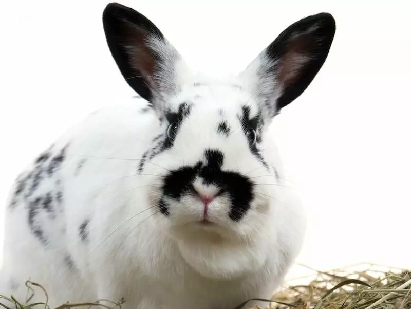 bunny rabbit diet
