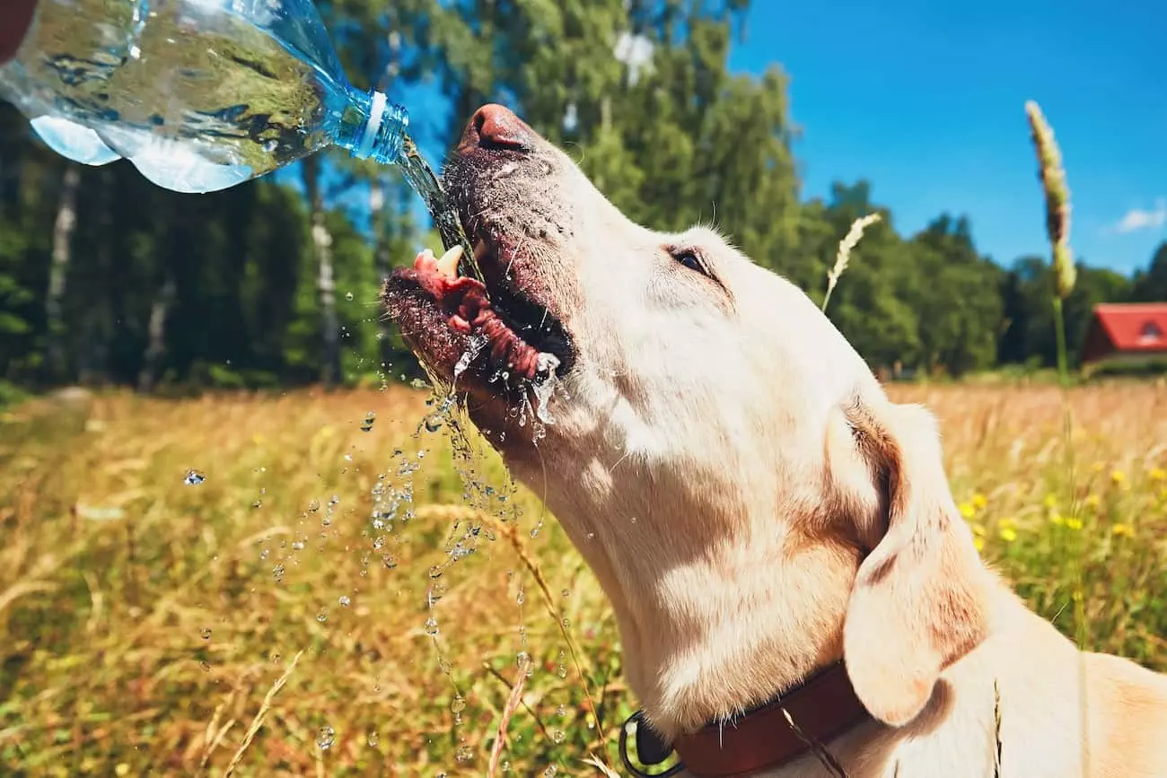 Dog drinks from water bottle