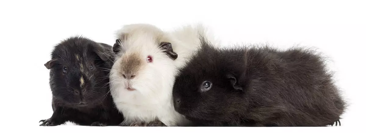 three guinea pigs