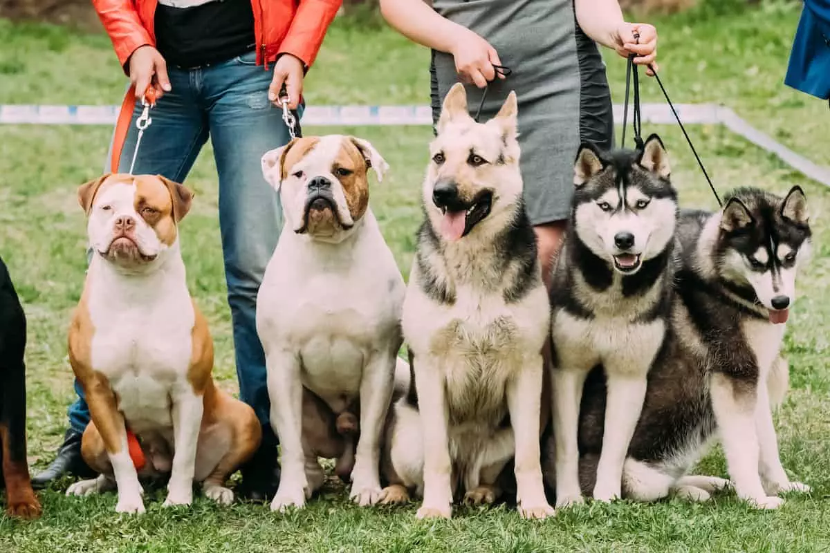 group of dogs sitting on their owner