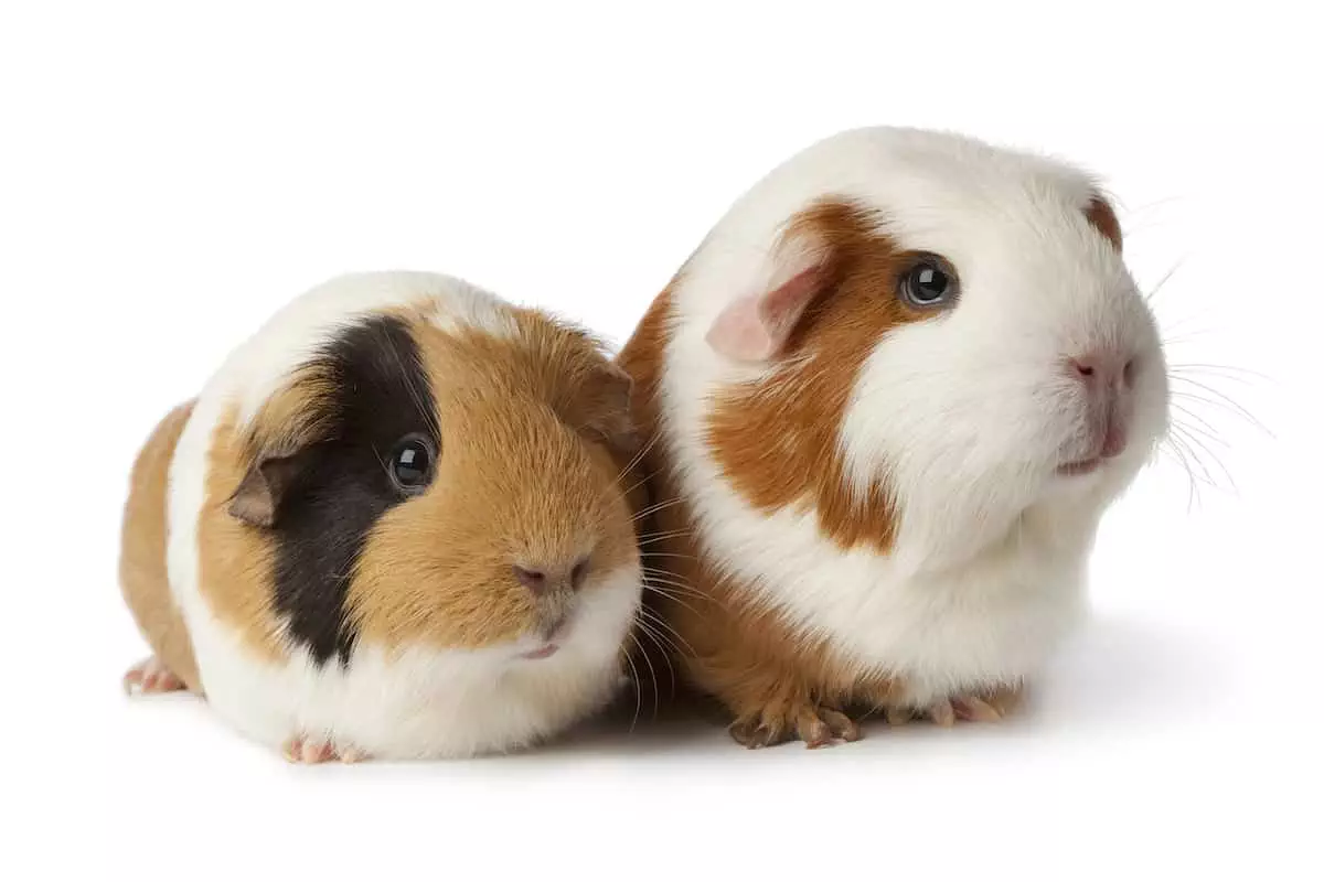 two cute guinea pigs