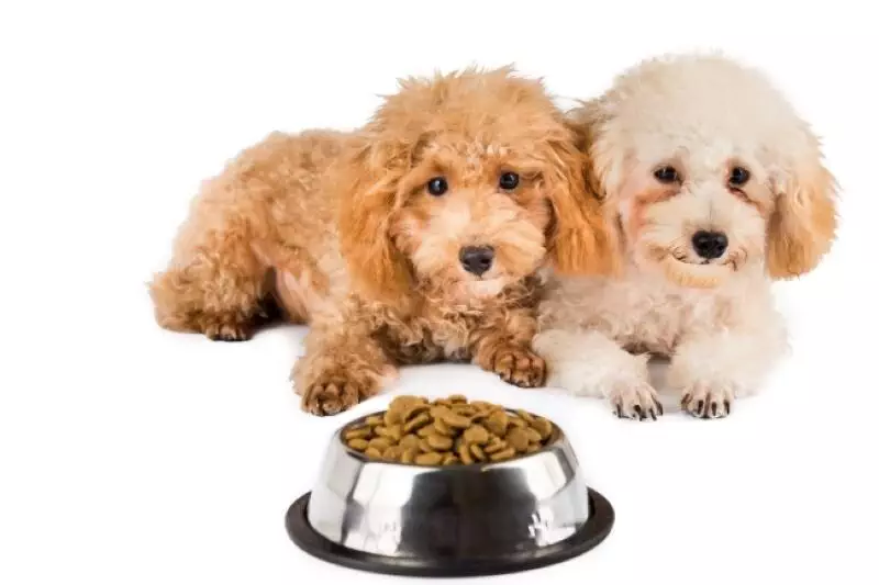 is grain-free dog food good for puppies