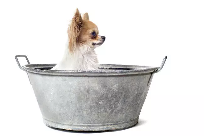 dog bath tubs