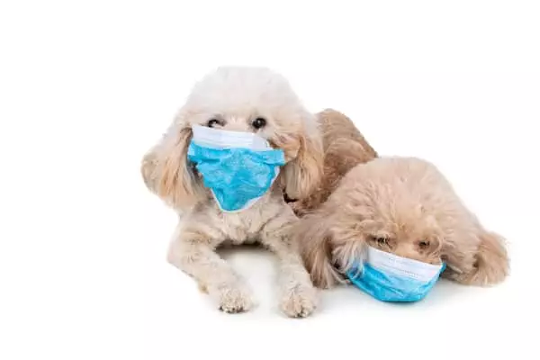 poodles in face masks for pandemic