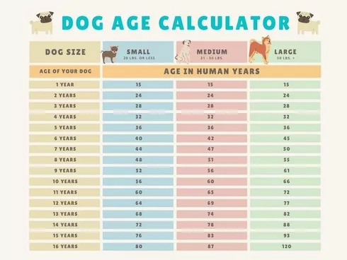 How is a dog's age shops calculated