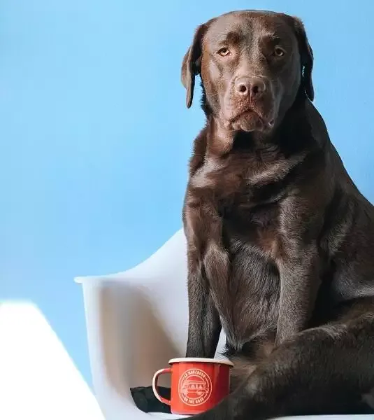 What To Do If Your Dog Eats Chocolate Petz