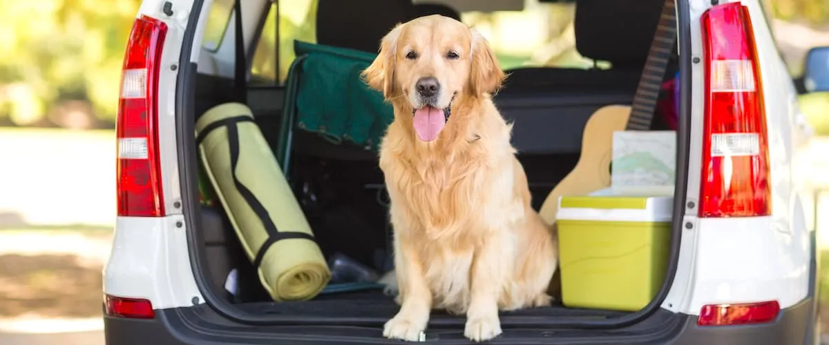 Best Dog Car Crates Reviewed for 2024 Petz