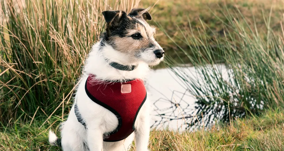 Best Dog Car Harnesses Reviewed for 2023 Petz