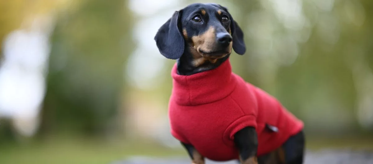 Equafleece miniature cheap dachshund