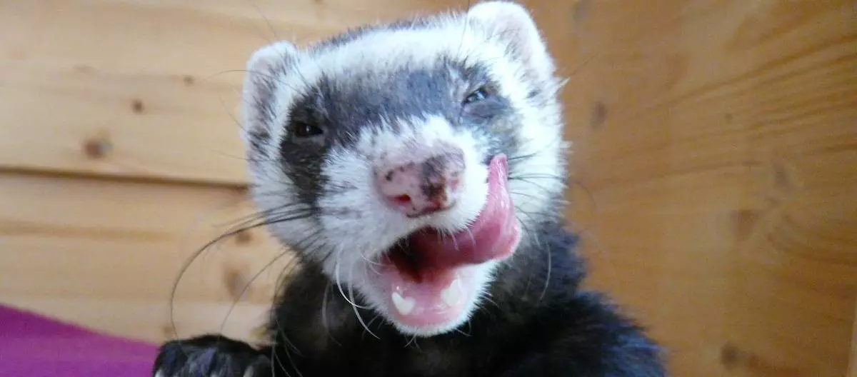 Vitalin ferret 2024