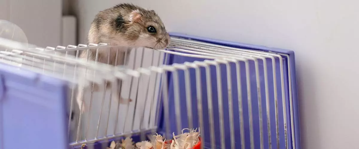 Best hamster cages on sale for dwarf hamster