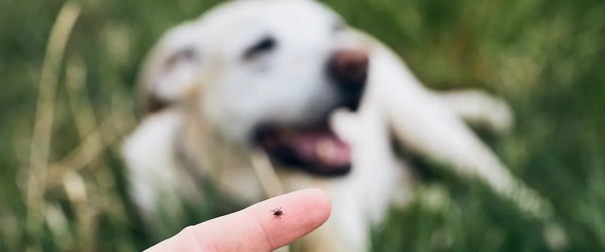 Best Tick Removal Tools Reviewed for 2024 Petz