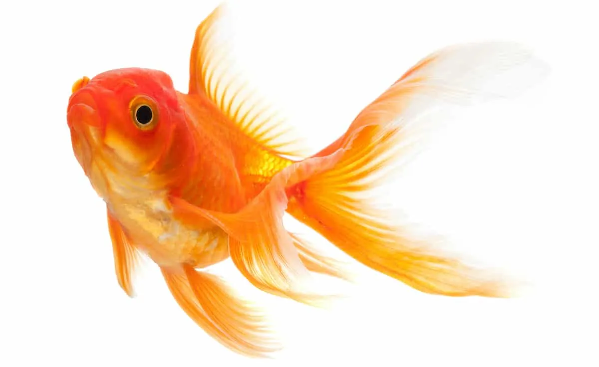 Cold Water Fish Care Guide Petz