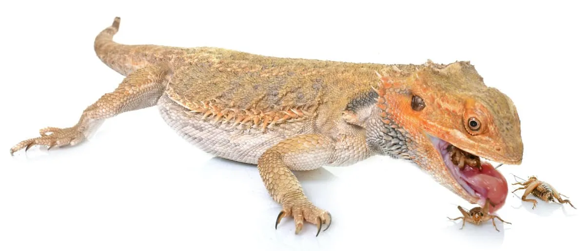 How To Look After Your Live Reptile Food Petz